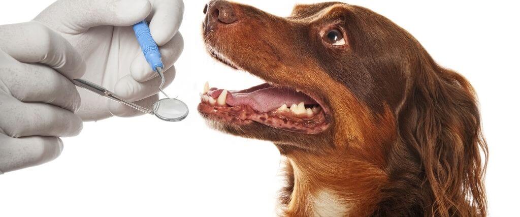 East Dallas Texas Veterinarians