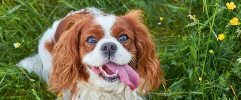 Cavalier King Charles Spaniel smiling at camera, GeniusVets breed library Cavalier King Charles Spaniel smiling at camera, GeniusVets breed library