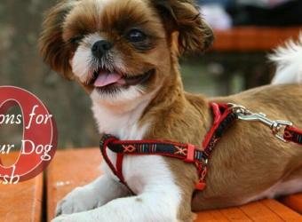10 Smart Reasons for Keeping Your Dog on a Leash
