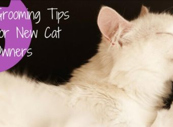 5 Grooming Tips for New Cat Owners
