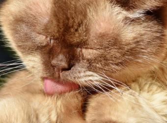 Is Cat Grooming Really Necessary?
