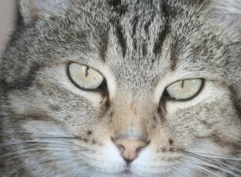 Inappropriate Elimination: Why Isn’t My Cat Using the Litter Box?