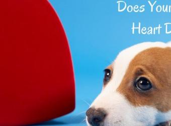 Does Your Dog Have Heart Disease?