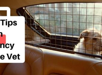 Pet First Aid Tips: Preparing for an Emergency Trip to the Vet