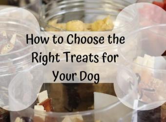 How to Choose the Right Treats for Your Dog