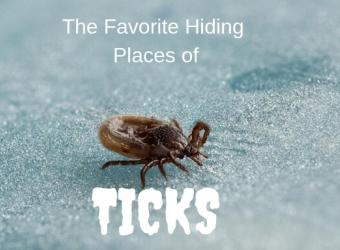 The Favorite Hiding Places of Ticks