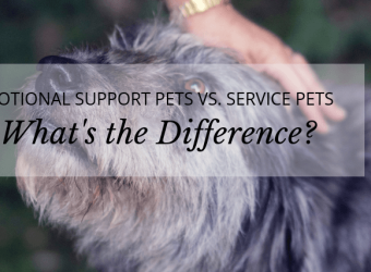 Emotional Support Pets vs. Service Pets: What’s the Difference?