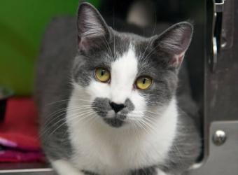 Adopt-A-Cat Month: 6 Reasons to Adopt a Feline Family Member