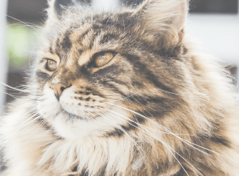 How to Handle Hairballs