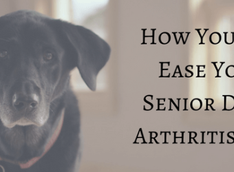 How You Can Ease Your Senior Dog's Arthritis Pain