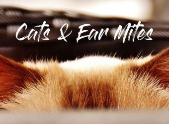 Creepy Crawlies: Cats and Ear Mites