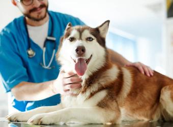 Pets and the Novel Coronavirus