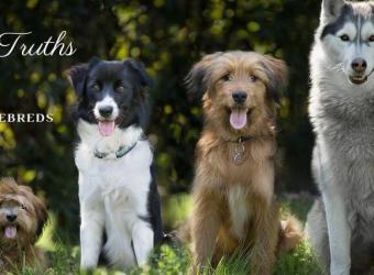 Myths and Truths About Mutts vs. Purebreds