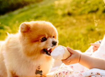 3 Pet-Friendly Sweet Treats in Honor of National Dessert Day