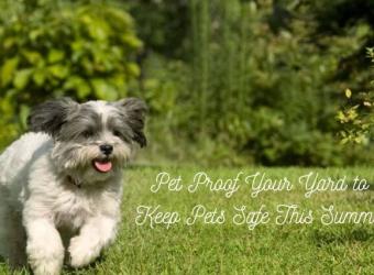 Pet Proofing Your Yard for Spring and Summer