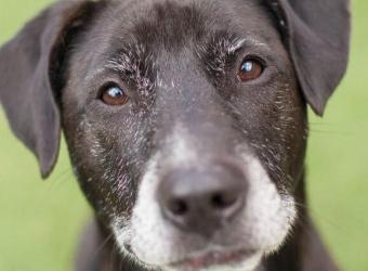The Secret to Helping Your Senior Dog Face These Common Health Issues