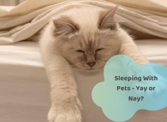 The Unfortunate Truth About Sleeping With Your Pets