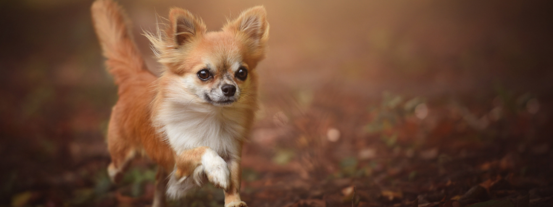 Dogs in mexican culture cheap