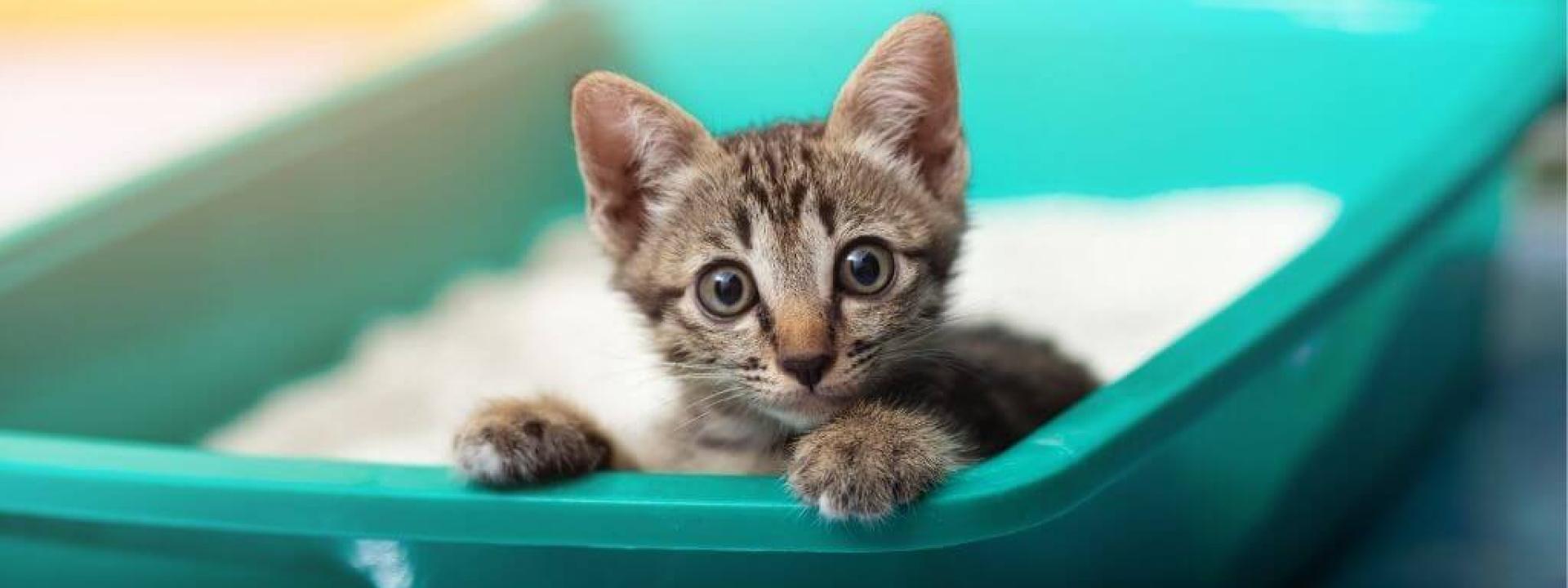 Teaching cat to use litter box hotsell