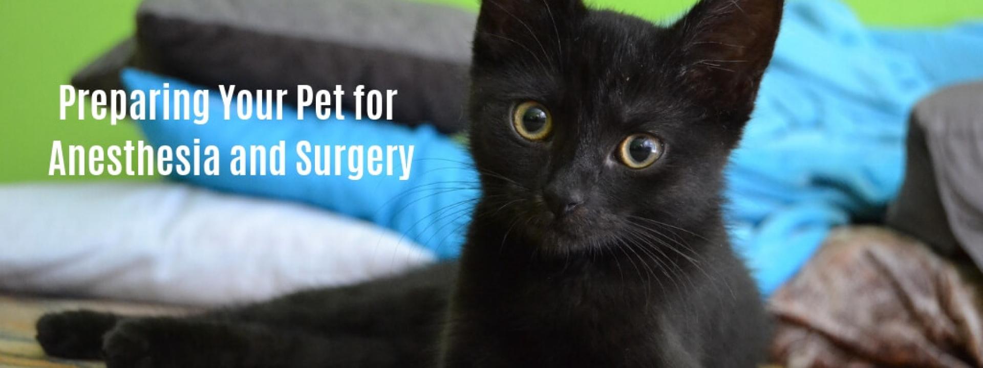 Preparing for your pets surgical procedure