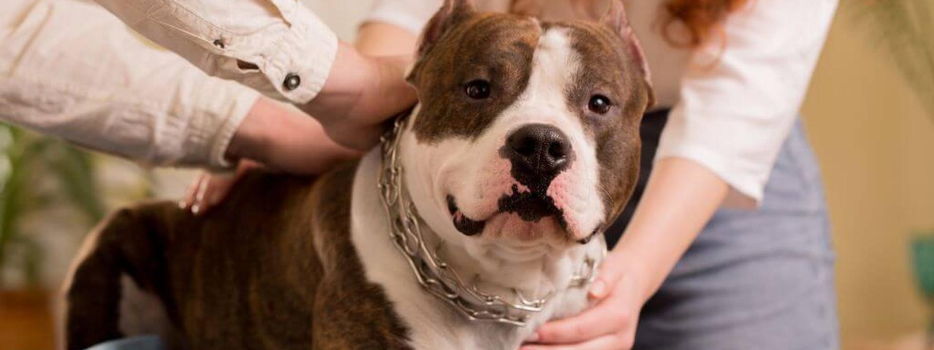 Dog getting pet by owners