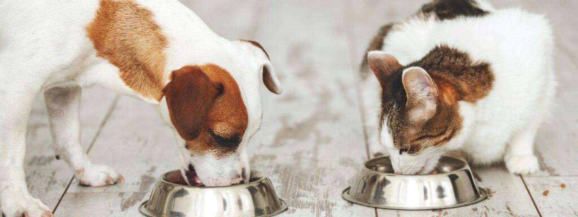 Weight Management and Nutrition in Pets: A Balanced Approach